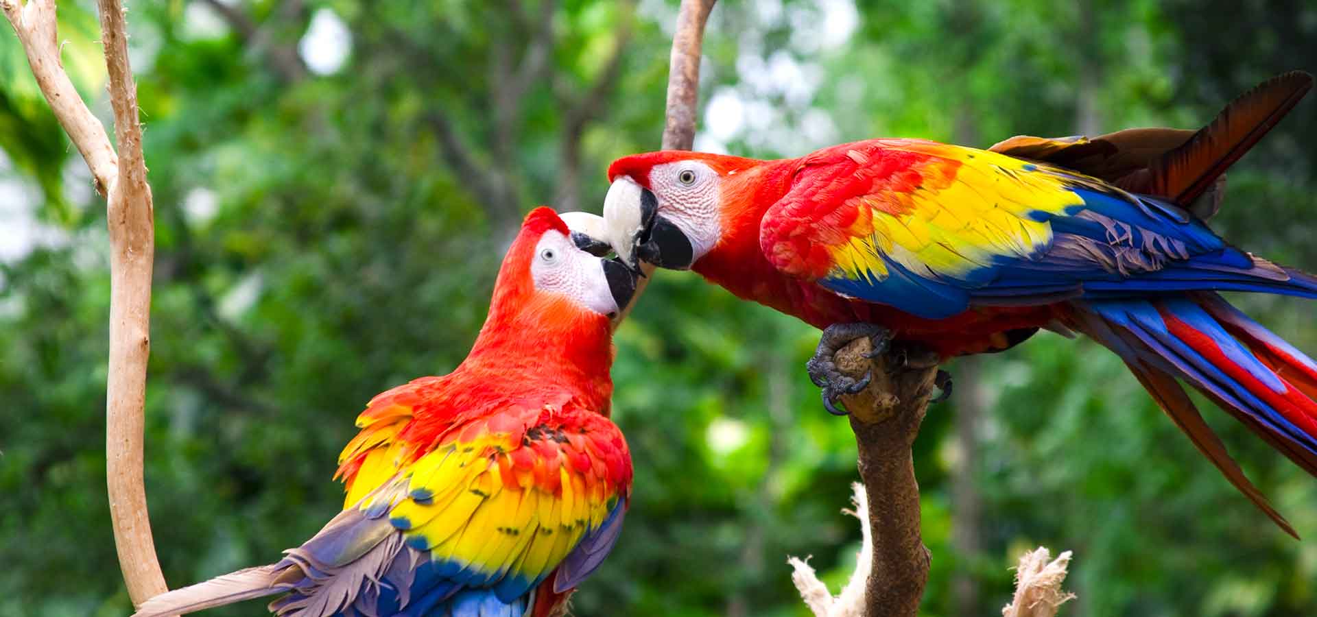 Le Costa Rica, un rendez-vous privilégié avec la nature