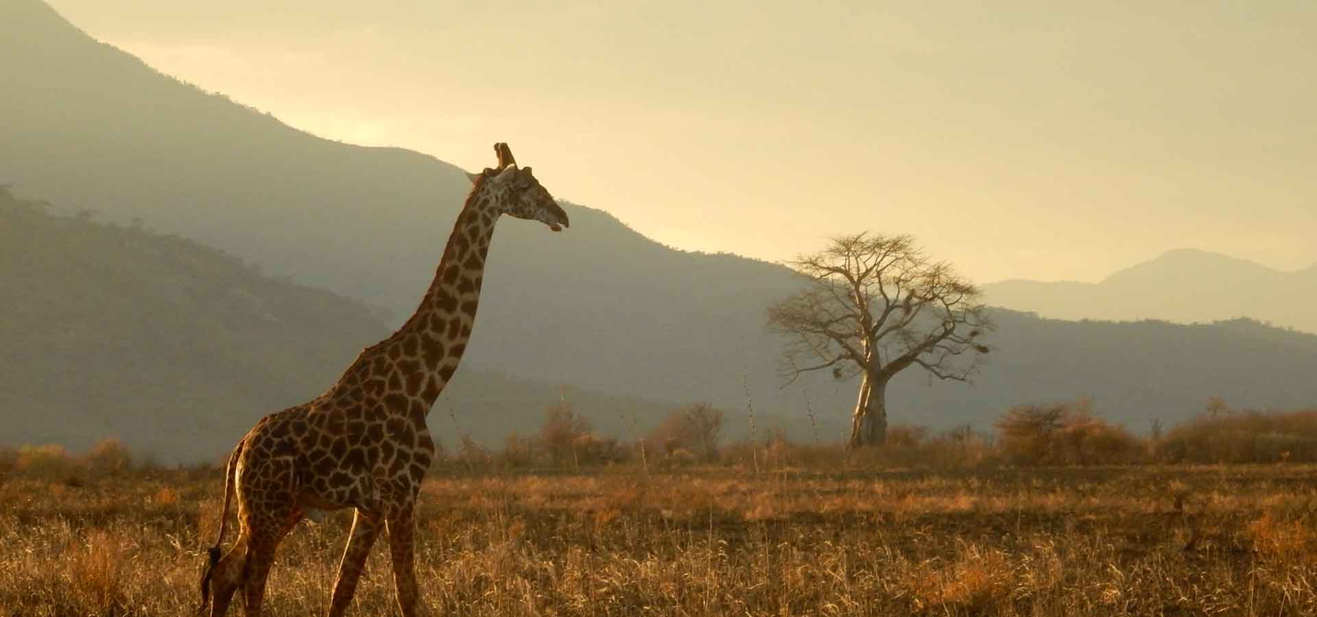 Un safari au cœur de l’Afrique de l’Est